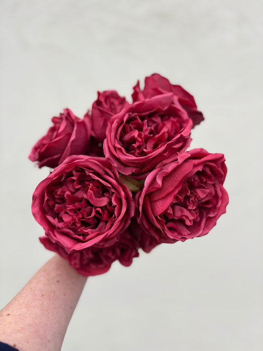 Cabbage rose bunch dark red
