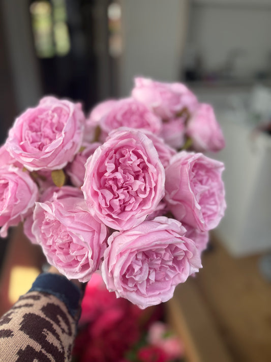 Large bunch cabbage rose pink